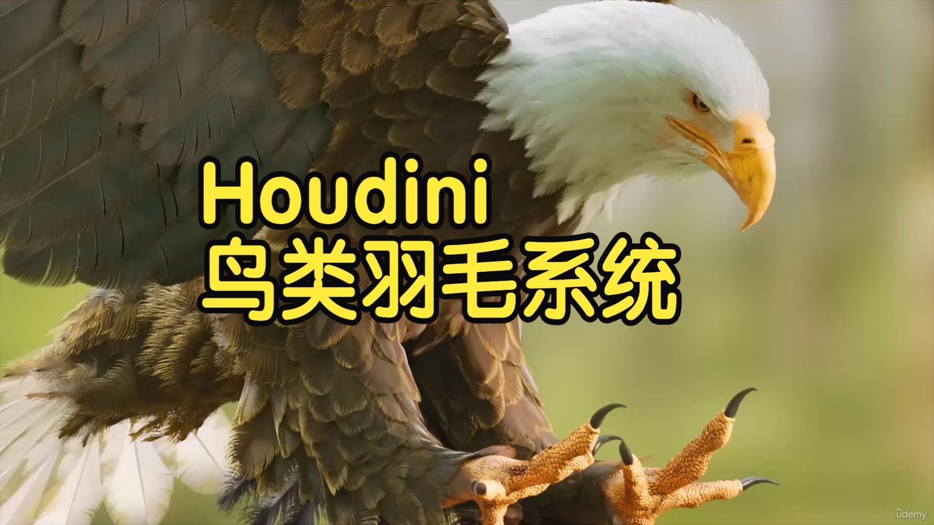【国语】Houdini鸟类羽毛系统高级工具构建开发教程